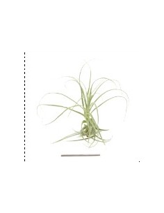 TILLANDSIA STRAMINEA R