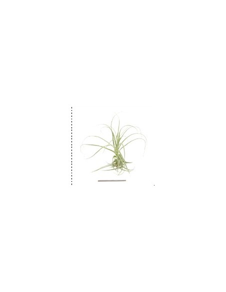 TILLANDSIA STRAMINEA R