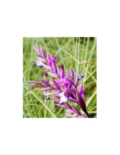 TILLANDSIA STRAMINEA R 2