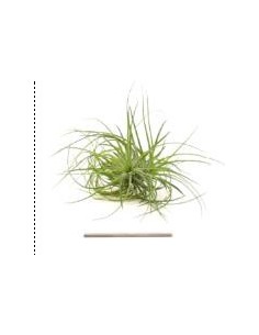 TILLANDSIA STRICTA R