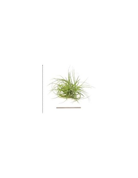 TILLANDSIA STRICTA R