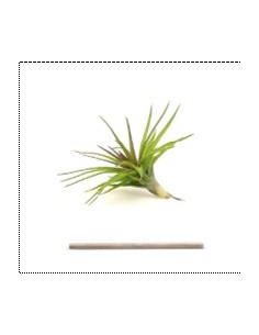 TILLANDSIA TENUIFOLIA VAR STROBILFORMIS R