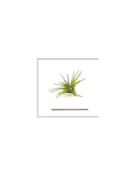 TILLANDSIA TENUIFOLIA VAR STROBILFORMIS R