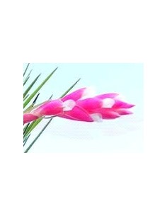 TILLANDSIA TENUIFOLIA VAR STROBILFORMIS R 2