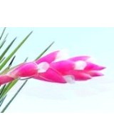 TILLANDSIA TENUIFOLIA VAR STROBILFORMIS R
