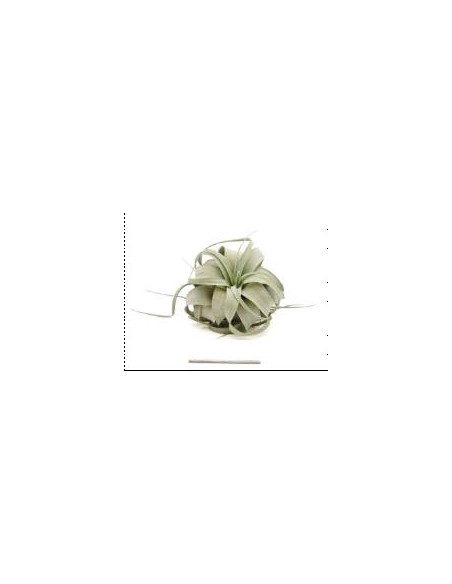 TILLANDSIA XEROGRAPHICA S