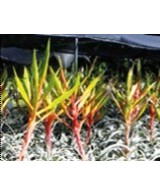 TILLANDSIA XEROGRAPHICA S