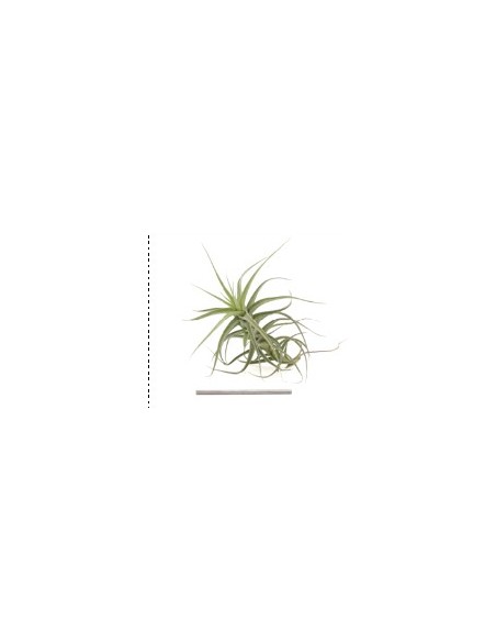 TILLANDSIA BERGERI VERDE R