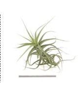 TILLANDSIA BERGERI VERDE R