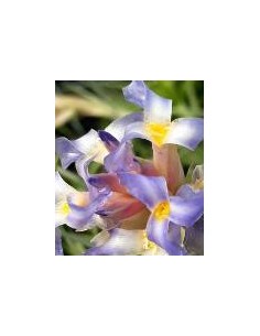 TILLANDSIA BERGERI VERDE R 2