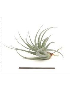 TILLANDSIA RECURVIFOLIA VAR SUBSECUNDIFOLIA R