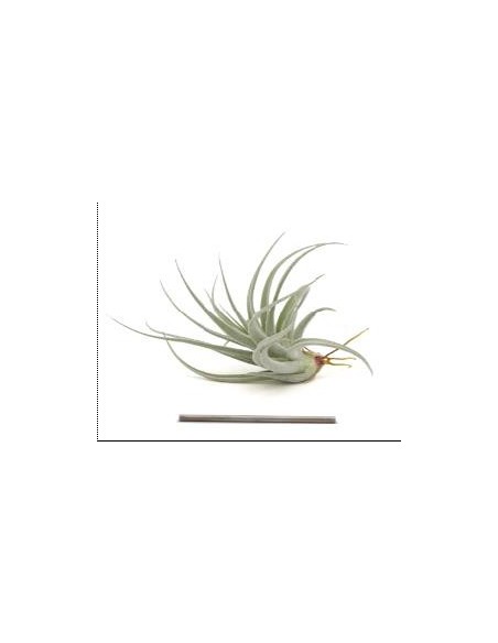 TILLANDSIA RECURVIFOLIA VAR SUBSECUNDIFOLIA R