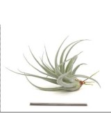 TILLANDSIA RECURVIFOLIA VAR SUBSECUNDIFOLIA R