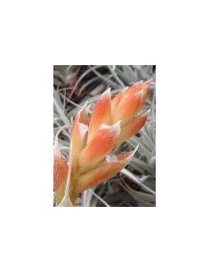 TILLANDSIA RECURVIFOLIA VAR SUBSECUNDIFOLIA R 2