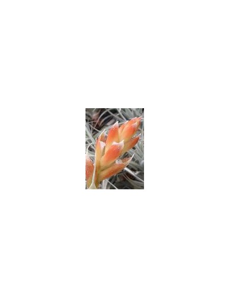 TILLANDSIA RECURVIFOLIA VAR SUBSECUNDIFOLIA R