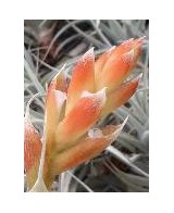 TILLANDSIA RECURVIFOLIA VAR SUBSECUNDIFOLIA R