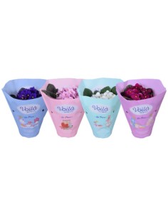 Saintpaulia violeta africana planta interior flores coloridas fácil cuidado Endanea Garden