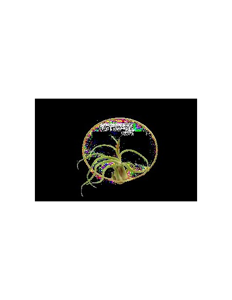 Soporte Tillandsia Greencircle 20cm  Base Circular Moderna para Plantas Aéreas