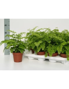 Adiantum Rad. Fragans  Helecho Culantrillo de Pozo para Interiores | Endanea Garden
