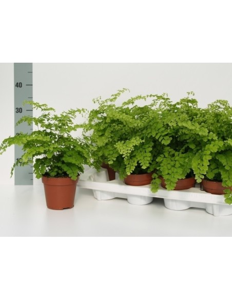 Adiantum Rad. Fragans  Helecho Culantrillo de Pozo para Interiores | Endanea Garden

