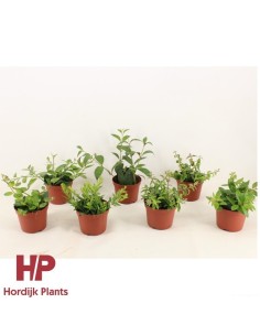 Aeschynanthus Mix Planta Colgante | Planta Lápiz Labial para Interior - Endanea Garden