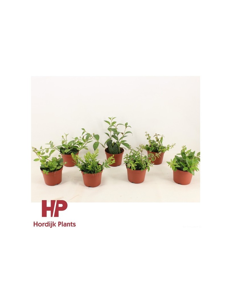 Aeschynanthus Mix Planta Colgante | Planta Lápiz Labial para Interior - Endanea Garden


