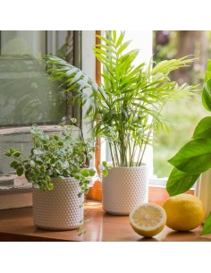 Areca Planta de Interior - Palmera Bambú Purificadora y Decorativa | Endanea Garden

