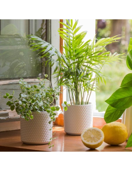 Areca Planta de Interior - Palmera Bambú Purificadora y Decorativa | Endanea Garden

