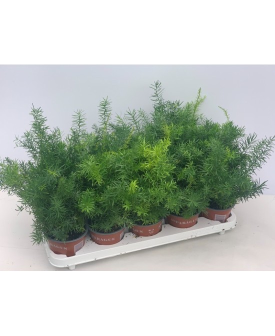 Asparagus densiflorus Sprengeri helecho esparraguera planta ornamental para interiores y exteriores