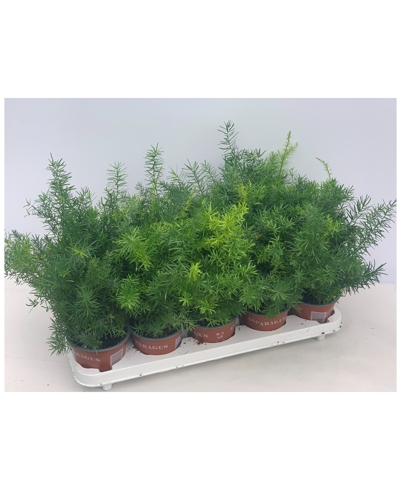 Asparagus densiflorus Sprengeri helecho esparraguera planta ornamental para interiores y exteriores