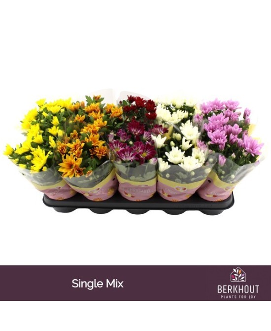 CHRYSANTHEMUM IND 3PP MIX