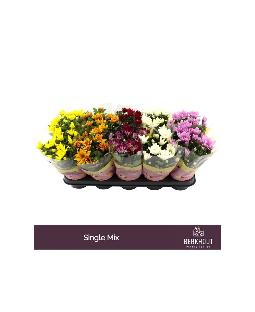 CHRYSANTHEMUM IND 3PP MIX