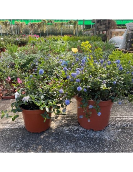 Ceanothus FFJP0H | Arbusto de Flores Azules "Árbol de la Felicidad" | Endanea Garden