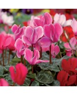 CYCLAMEN MINI