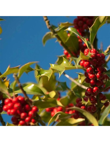 Ilex AQ JC Van Tol - Acebo de Jardín Compacto y Resistente | Endanea Garden