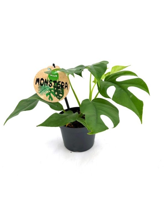 Monstera Deliciosa Minima  Planta Tropical Compacta y Fácil de Cuidar para Interiores

