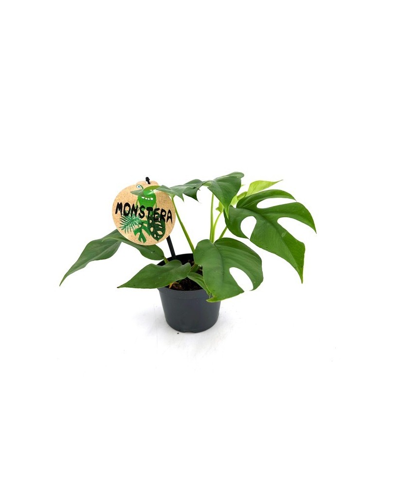 Monstera Deliciosa Minima  Planta Tropical Compacta y Fácil de Cuidar para Interiores

