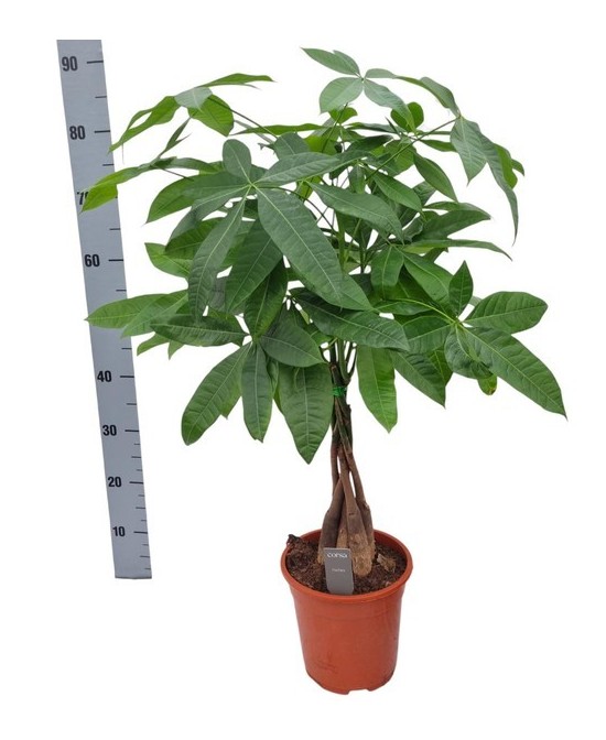 Pachira Aquatica Árbol del Dinero planta interior fácil cuidado y buena suerte

