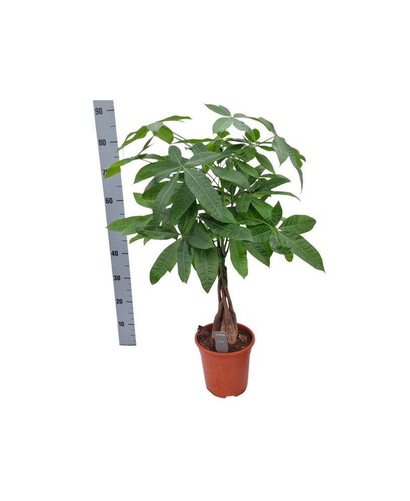 Pachira Aquatica Árbol del Dinero planta interior fácil cuidado y buena suerte

