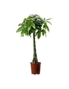 Pachira Aquatica M27CM Árbol del Dinero planta interior fácil cuidado y prosperidad
