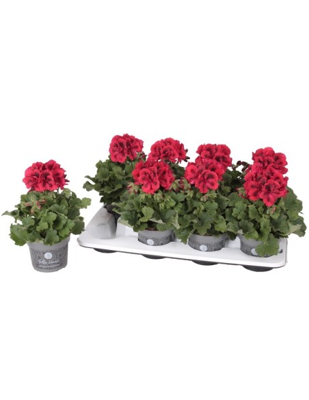 Pelargonium Grande Don Leo M12cm - Planta Ornamental de Flores Vibrantes | Endanea Garden