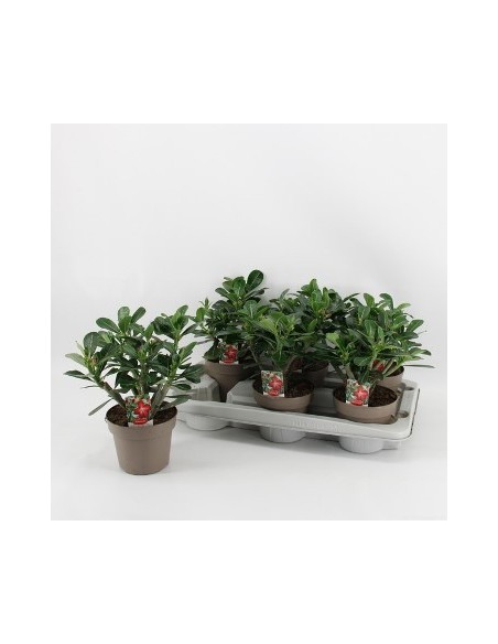 Paperomia Smit Collection Bambino planta de interior fácil cuidado en Endanea Garden