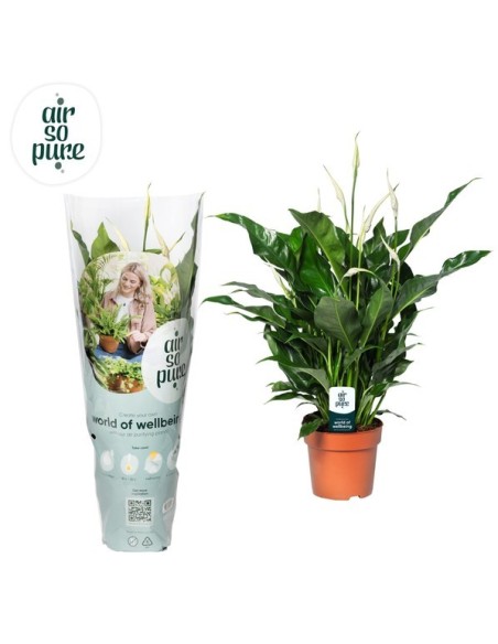Spathiphyllum Sweet Lauretta Air So Pure M21CM | Planta Purificadora y Decorativa

