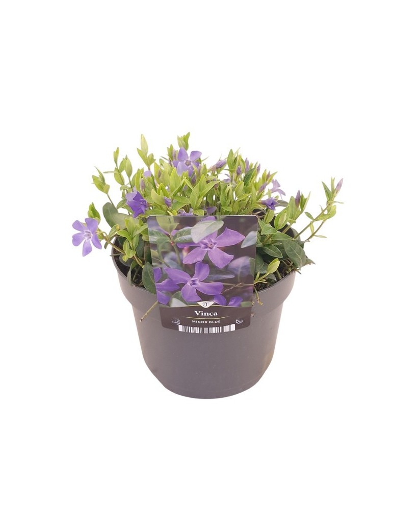 Vinca Minor Mix | Planta Perenne con Flores Azules, Moradas y Blancas | Endanea Garden

