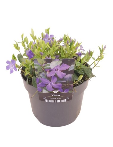 Vinca Minor Mix | Planta Perenne con Flores Azules, Moradas y Blancas | Endanea Garden

