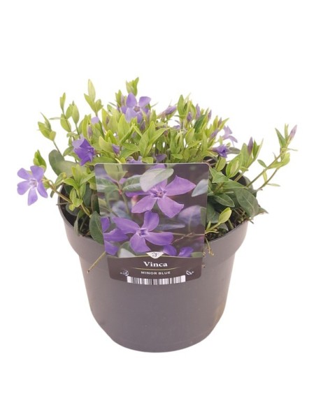 Vinca Minor Mix | Planta Perenne con Flores Azules, Moradas y Blancas | Endanea Garden

