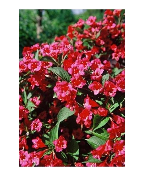 Weigela Endanea Garden  Arbusto Ornamental con Flores Rosas, Rojas y Blancas

