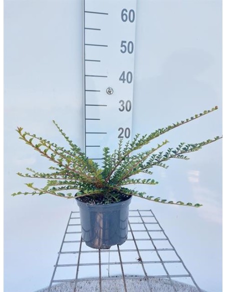 Cotoneaster Horizontalis  Planta Rastrera Perene para Jardines y Terrazas
