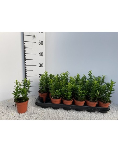 Evonymus M9 Green Spider  Planta Decorativa y Resistente | Endanea