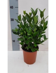 Evonymus Japonica  Arbusto perenne resistente para setos y jardines